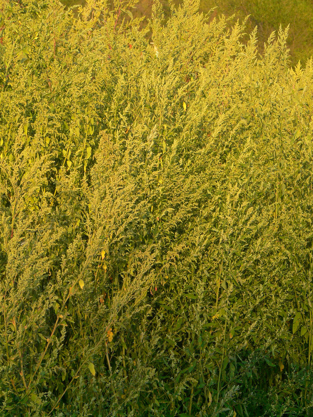 Изображение особи Chenopodium strictum.