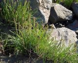 Plantago maritima. Цветущие растения. Мурманская обл., Кандалакшский р-н, пос. Лувеньга, литораль Белого моря. 29.06.2010.