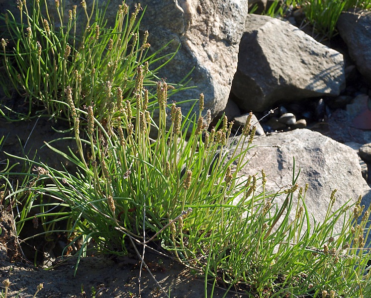 Image of Plantago maritima specimen.