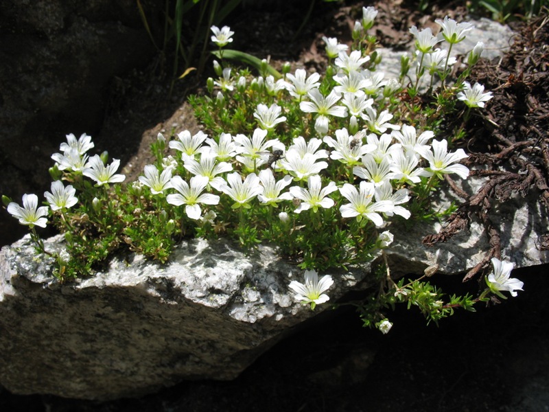 Изображение особи Minuartia imbricata.