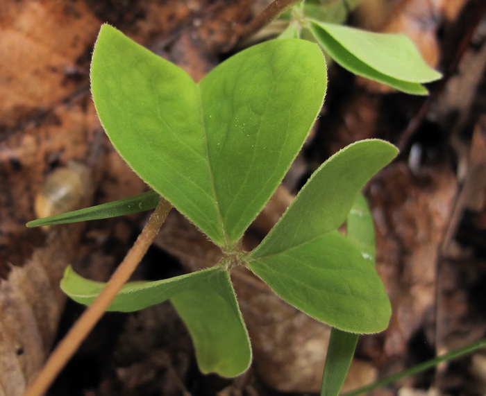 Изображение особи Oxalis obtriangulata.