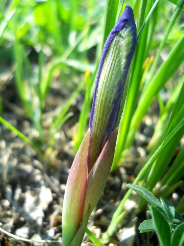 Image of Iris ruthenica specimen.