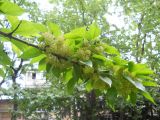 Maclura pomifera