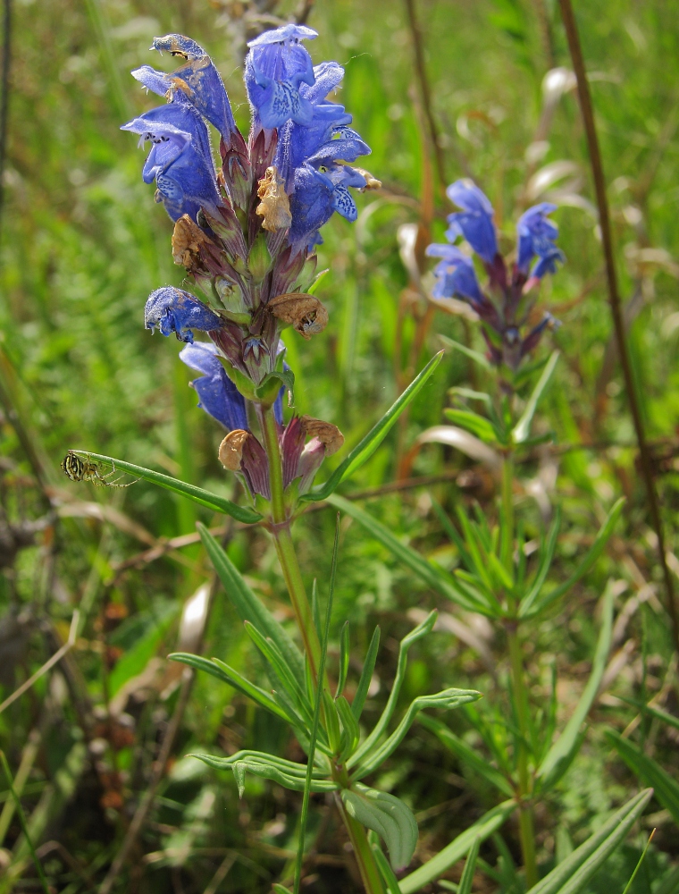 Изображение особи Dracocephalum ruyschiana.