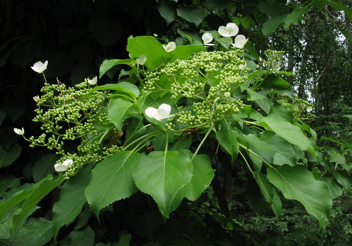 Изображение особи Hydrangea petiolaris.