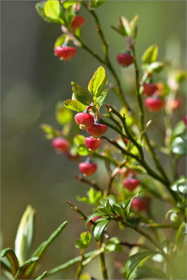 Изображение особи Vaccinium myrtillus.