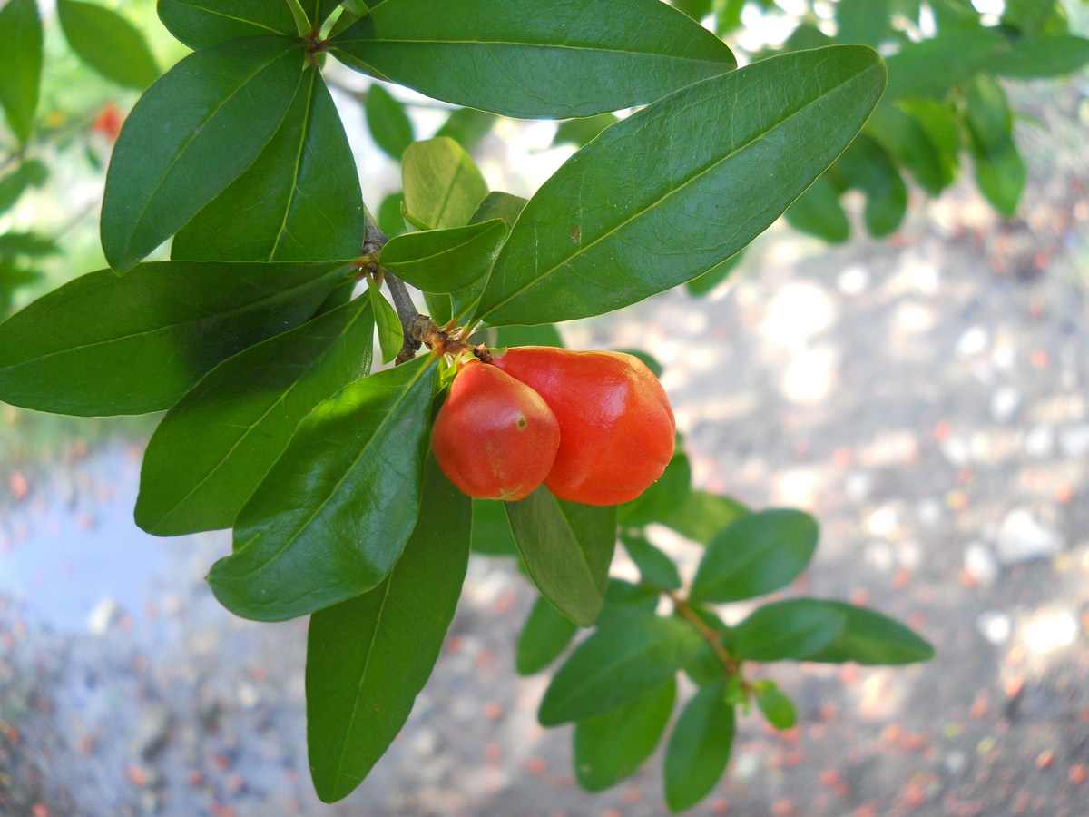 Image of Punica granatum specimen.