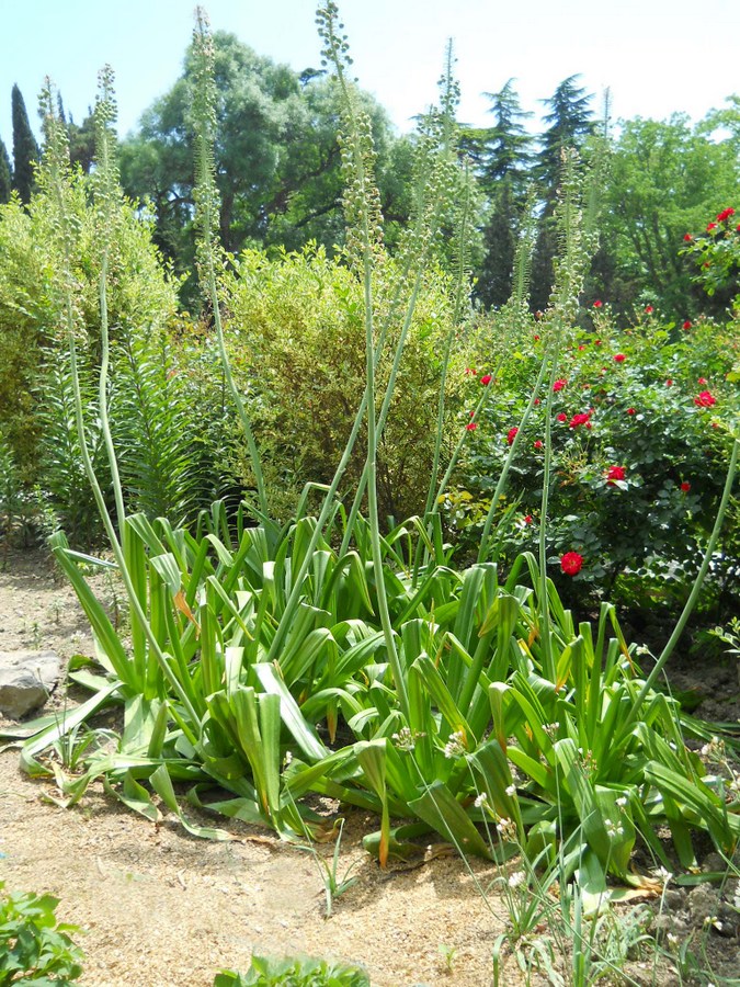 Image of Eremurus aitchisonii specimen.