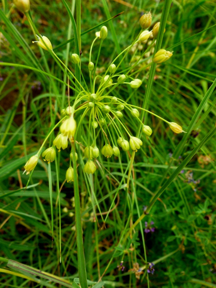 Image of Allium flavum specimen.