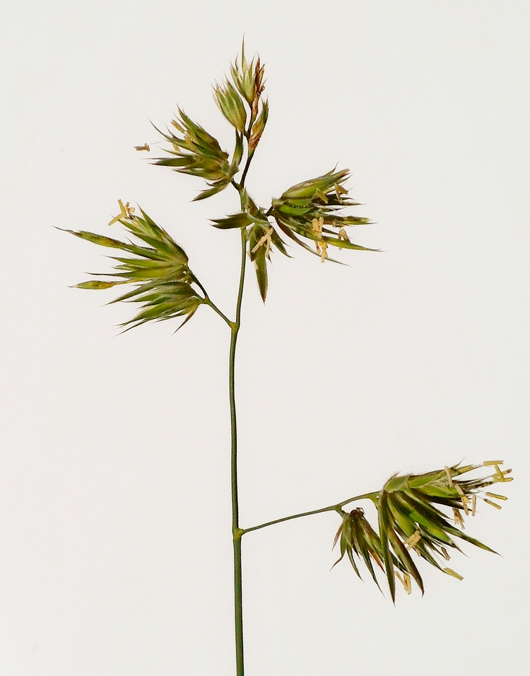 Image of Dactylis glomerata specimen.