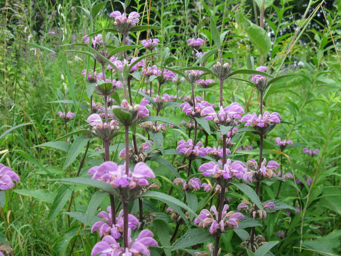 Image of Phlomis pungens specimen.