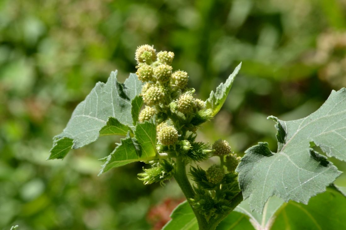 Image of Xanthium orientale specimen.