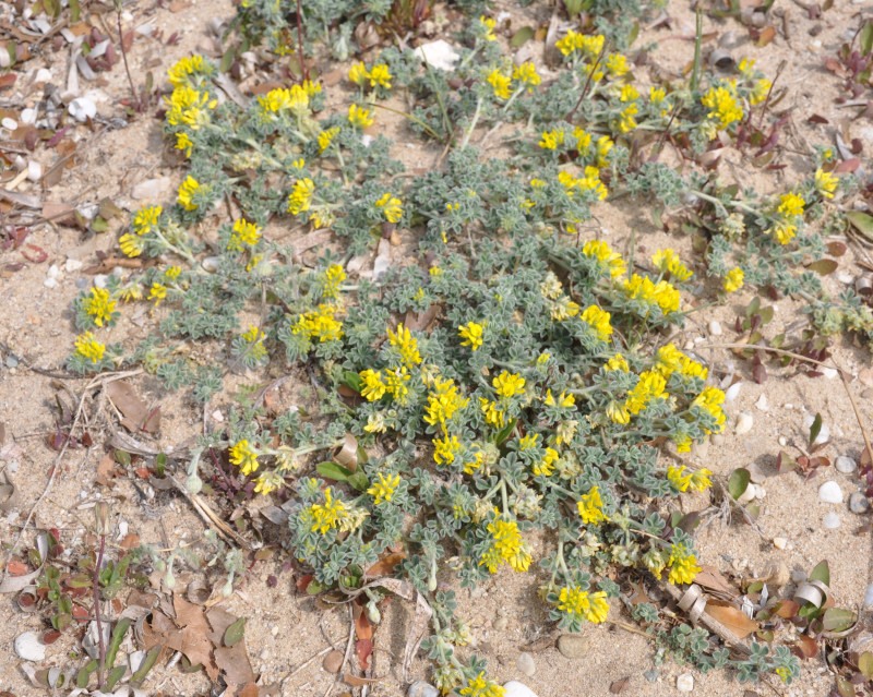 Изображение особи Medicago marina.