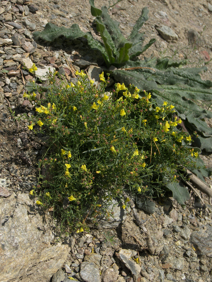 Изображение особи Linaria meyeri.