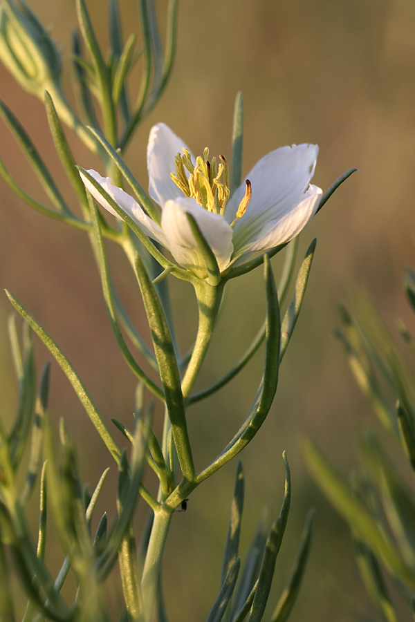 Image of Peganum harmala specimen.