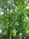 Juglans nigra. Крона плодоносящего дерева. Австрия, Вена, парк Зигмунд-Фройд. 10.09.2012.