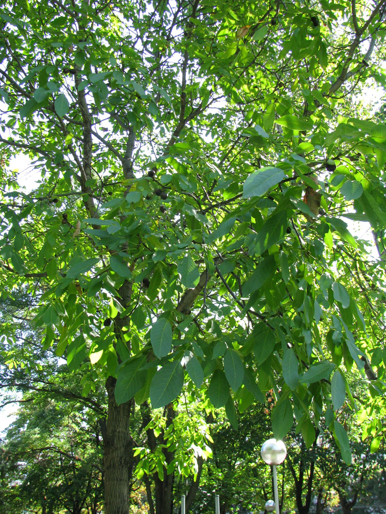 Изображение особи Juglans nigra.
