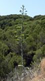 Agave americana