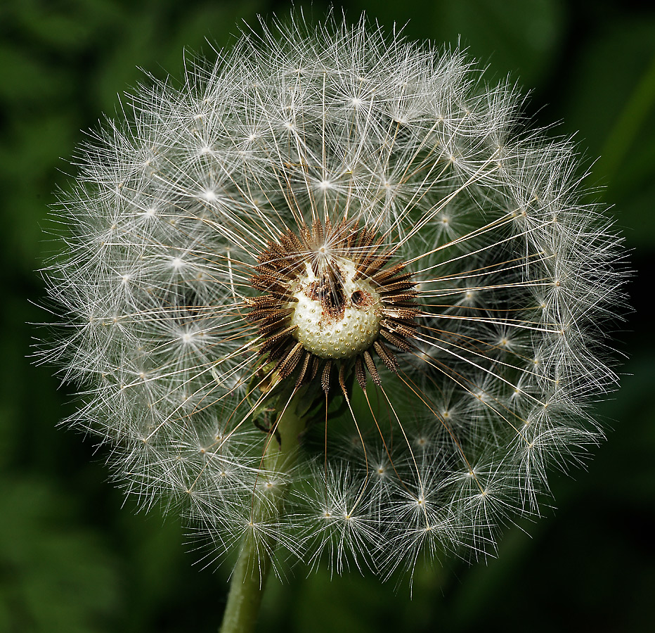 Image of Taraxacum officinale specimen.