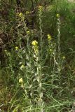 Fibigia clypeata