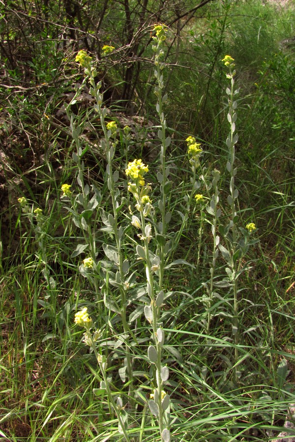 Image of Fibigia clypeata specimen.