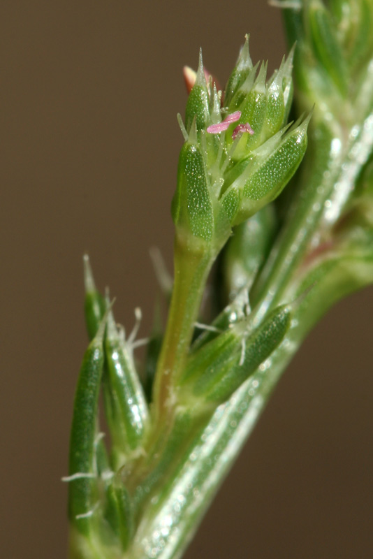 Изображение особи Salsola collina.