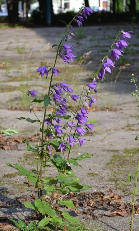 Изображение особи Campanula rapunculoides.