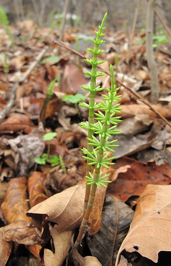 Image of Equisetum arvense specimen.