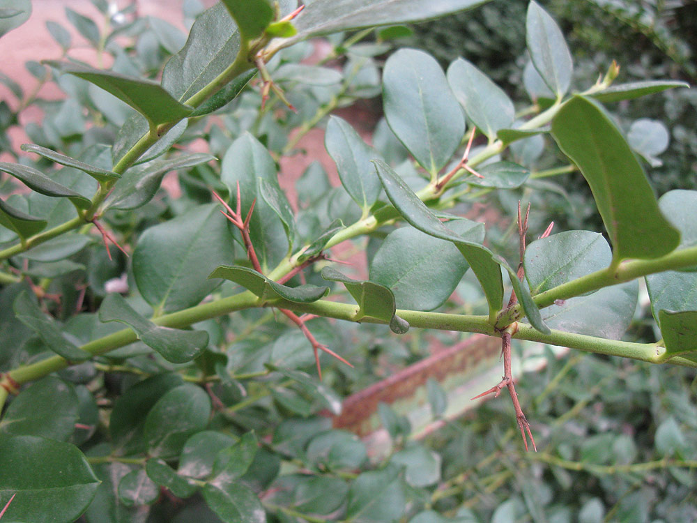Изображение особи Carissa macrocarpa.