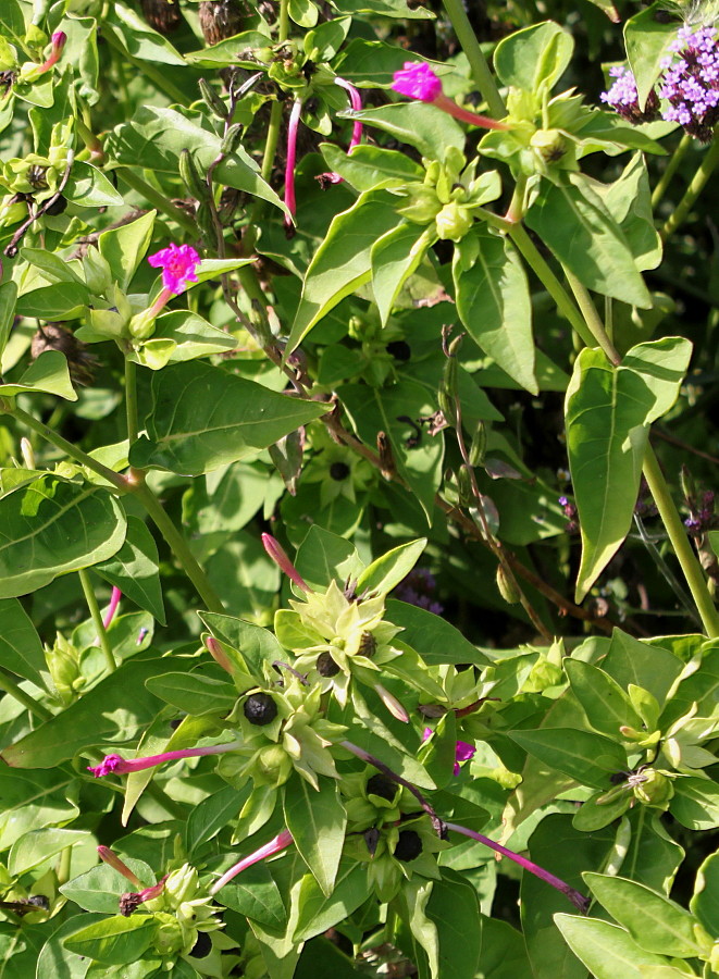 Изображение особи Mirabilis jalapa.