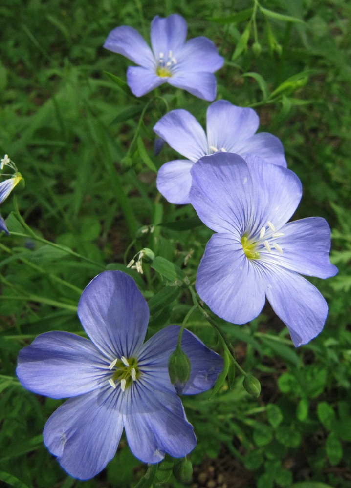 Изображение особи Linum komarovii.