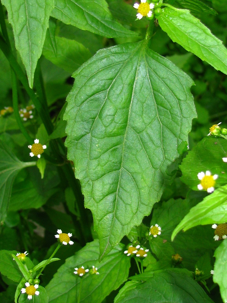 Image of Galinsoga parviflora specimen.