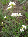 Arabidopsis arenosa