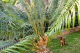 Cycas thouarsii