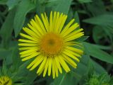 Inula britannica