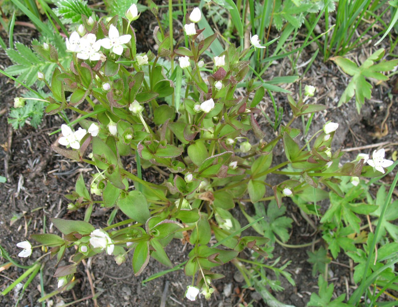 Изображение особи Anagallidium dichotomum.