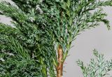 Chamaecyparis lawsoniana. Средняя часть веточки с побегами ('Elwoodii'). Германия, г. Кемпен, в частном саду. 03.03.2013.