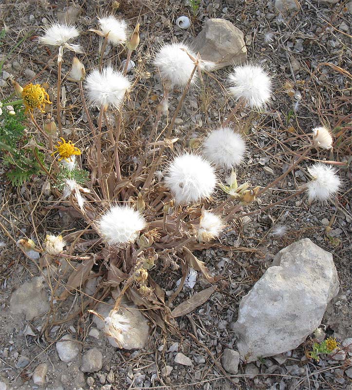 Image of Scorzonera papposa specimen.