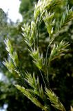 Festuca pratensis