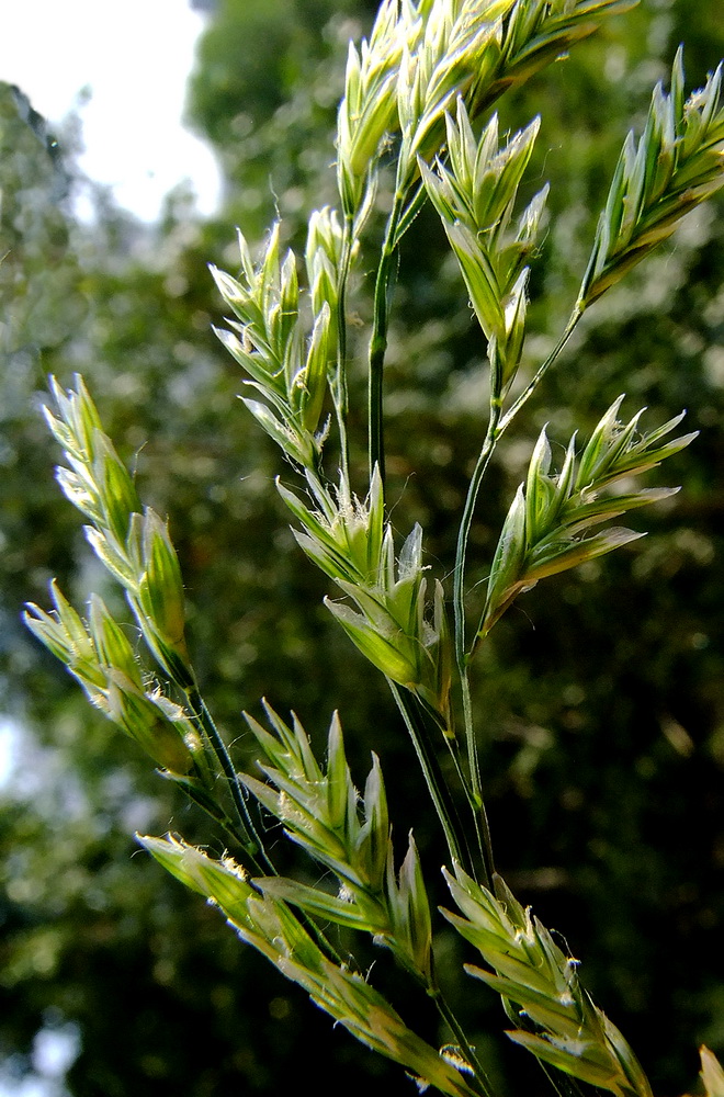 Image of Festuca pratensis specimen.