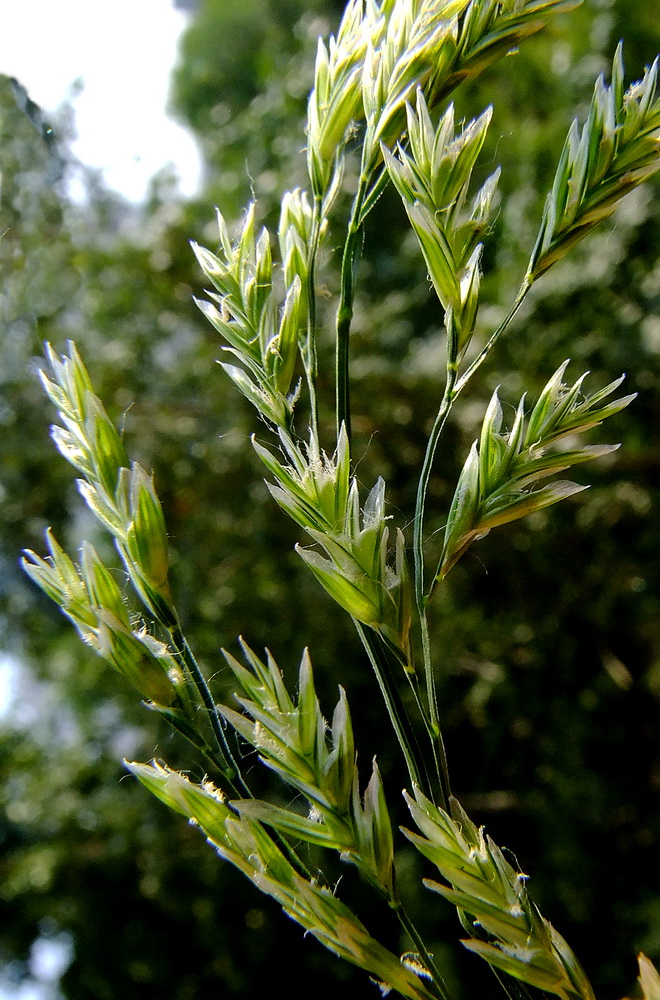 Изображение особи Festuca pratensis.