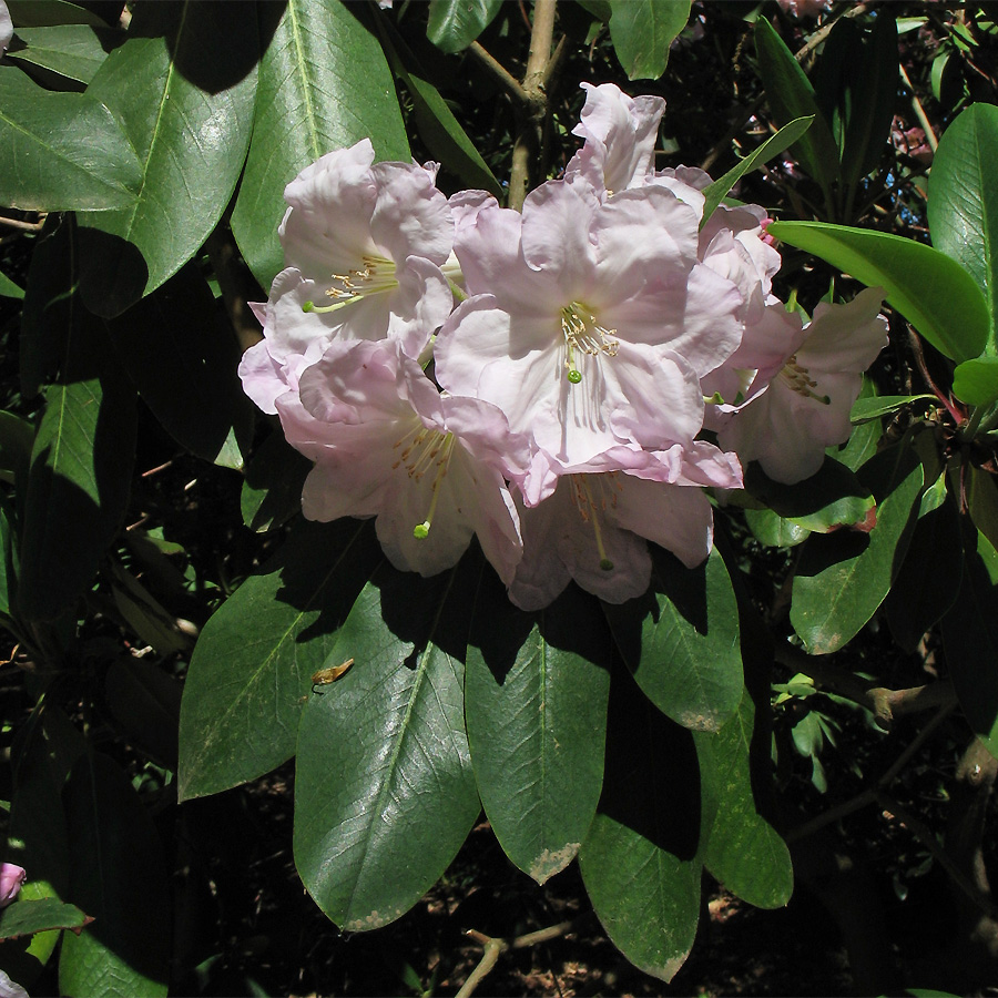 Изображение особи Rhododendron fortunei.