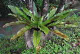 Asplenium nidus