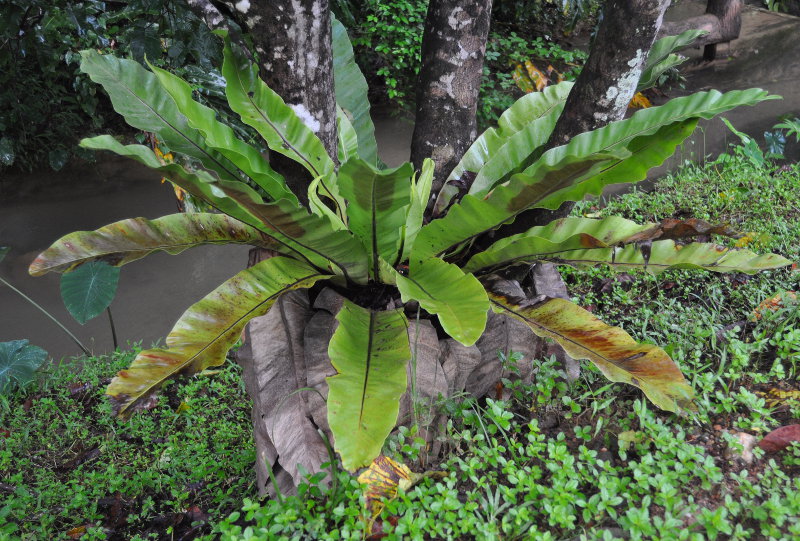 Image of Asplenium nidus specimen.