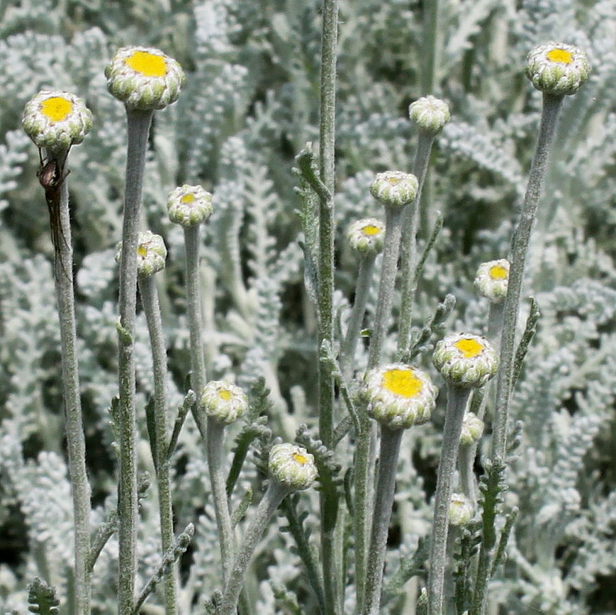 Image of Santolina chamaecyparissus specimen.