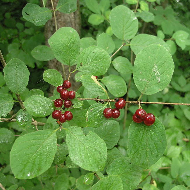 Изображение особи Lonicera xylosteum.