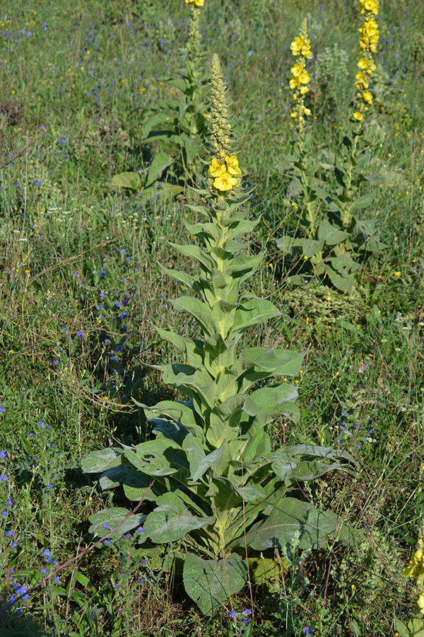 Изображение особи Verbascum phlomoides.