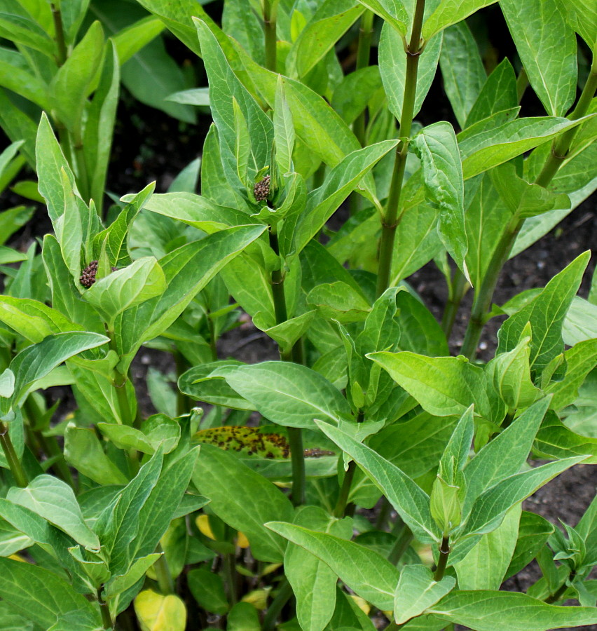 Image of Asclepias incarnata specimen.