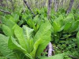 Lysichiton camtschatcensis