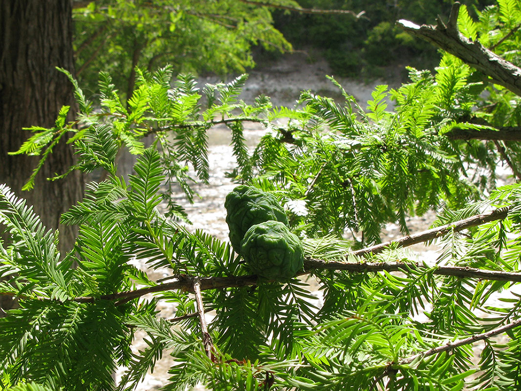 Image of Taxodium distichum specimen.